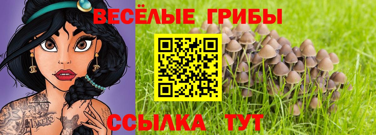 Шебекино  Псилоцибиновые грибы Psilocybine cubensis  Вход с VPN  Псилоцибиновые грибы Psilocybe 